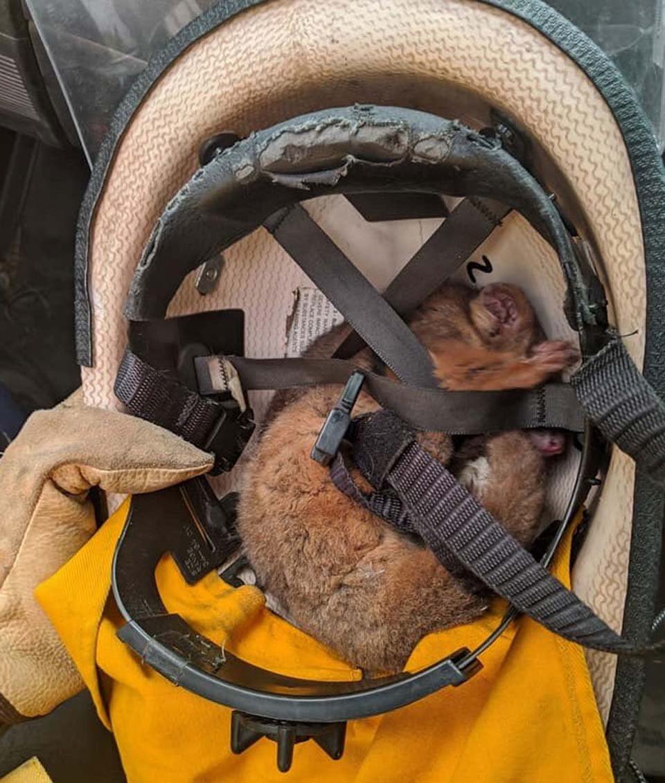 Veterinarios se ven obligados a sacrificar en masa a animales que sufrieron quemaduras en incendios forestales 6 Animal de Australia