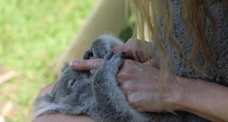 Bebé koala rescatada conmueve a todos en su primer día de "preescolar" 5 koala