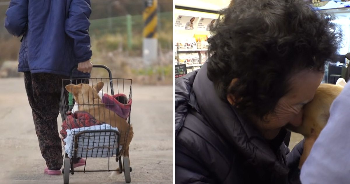 Abuela adopta a un perro paralizado que nadie más quiere