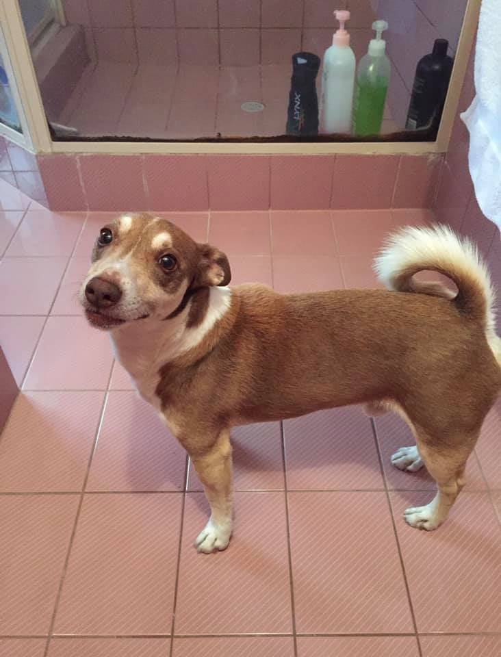 Bailey cumplió 13 años Bailey cumplió 13 años