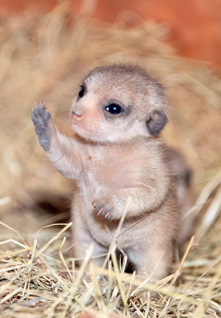Estas adorables crías de suricato recién nacidas seguramente alegrarán tu día 6 Cría de suricato