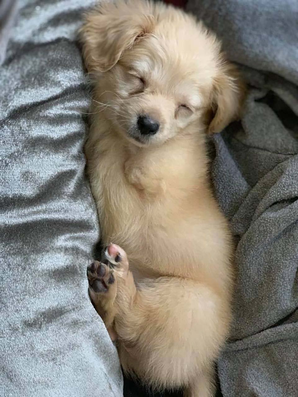 Gracie Cachorrita sin patas delanteras
