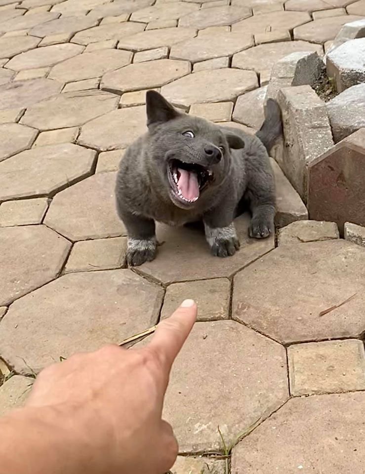 Cachorro parece gato