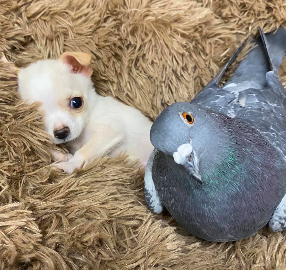 Paloma forma un vínculo adorable con un cachorro que necesitaba un amigo 7 Cachorro se hace amigo de Paloma