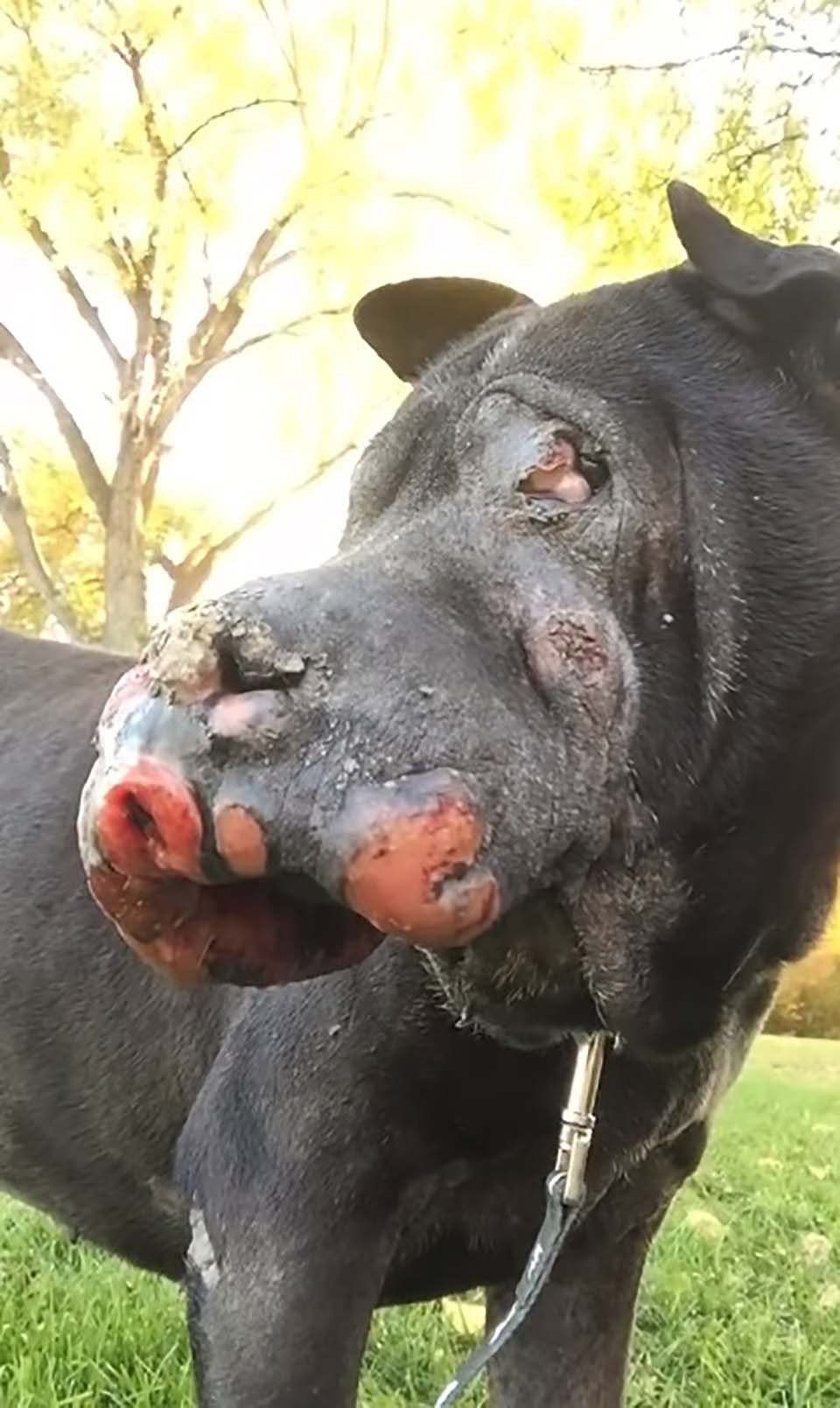 Chica rescata a un perro mayor cubierto de tumores y él le hace saber que es su último día 5 Cara de perrito con tumores