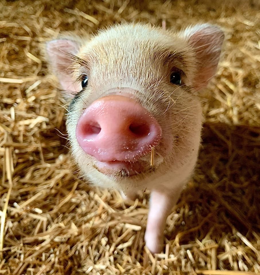 Santuario de animales busca voluntarios para abrazar cerditos y es un trabajo ideal 4 Cerdito en santuario