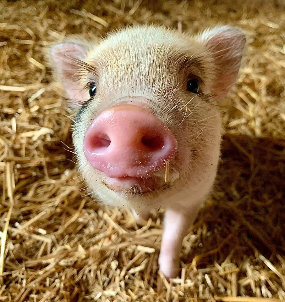 Santuario de animales busca voluntarios para abrazar cerditos y es un trabajo ideal 1 Cerdito en santuario