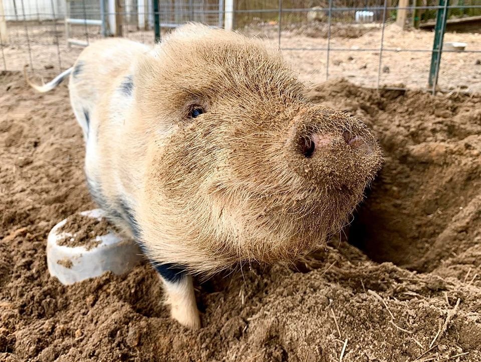 Santuario de animales busca voluntarios para abrazar cerditos y es un trabajo ideal 5 Cerdo jugando con arena en santuario