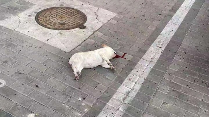 China ordena deshacerse de mascotas por temor