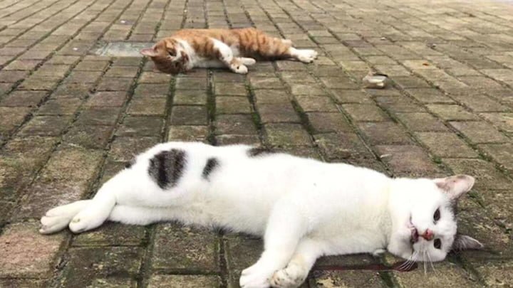 China ordena eliminar mascotas