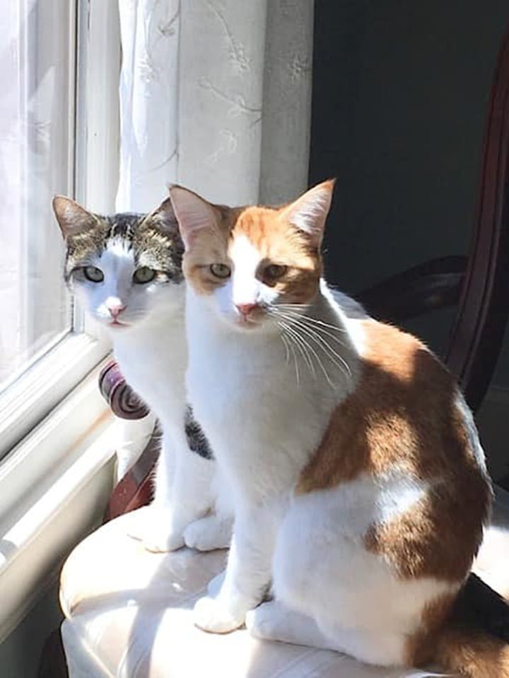 Ella descubre que su gato tenía un mejor amigo en el hogar de acogida y decide adoptarlo también 10 Conan y Dwight