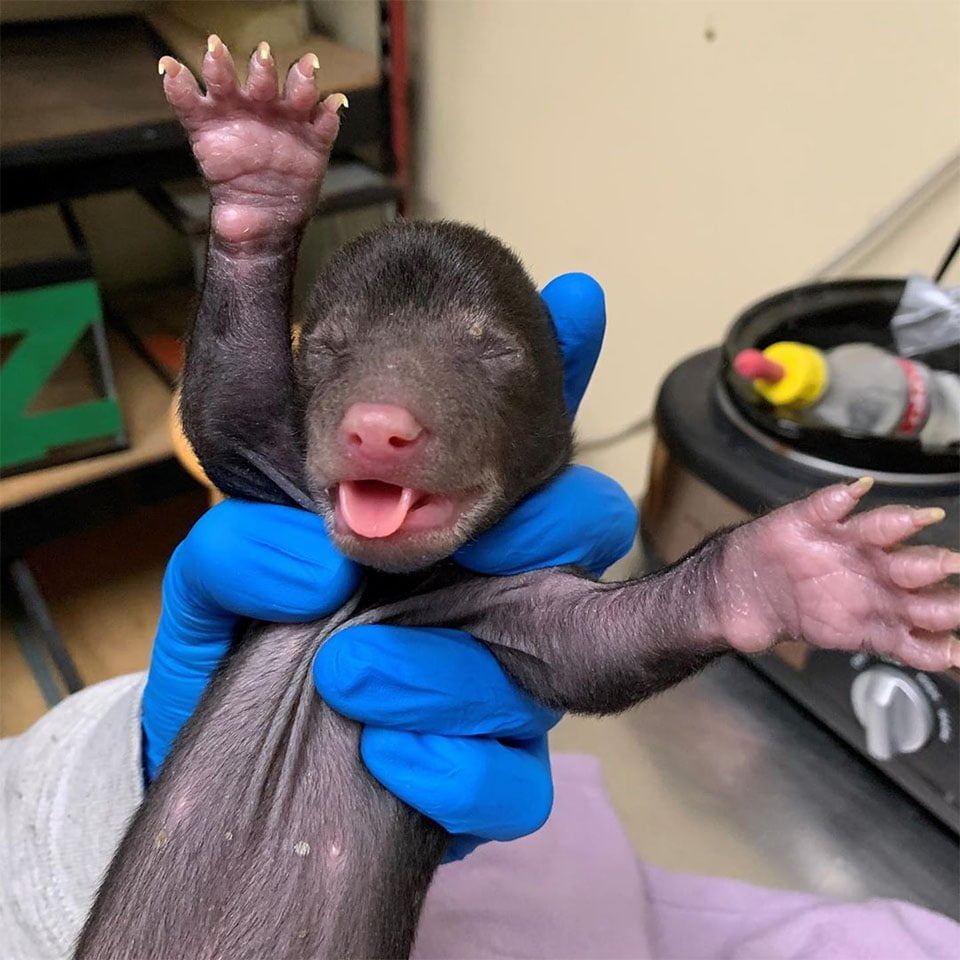 Perro llevó a casa a un cachorro que resultó ser un osezno 3 Cría de oso negro