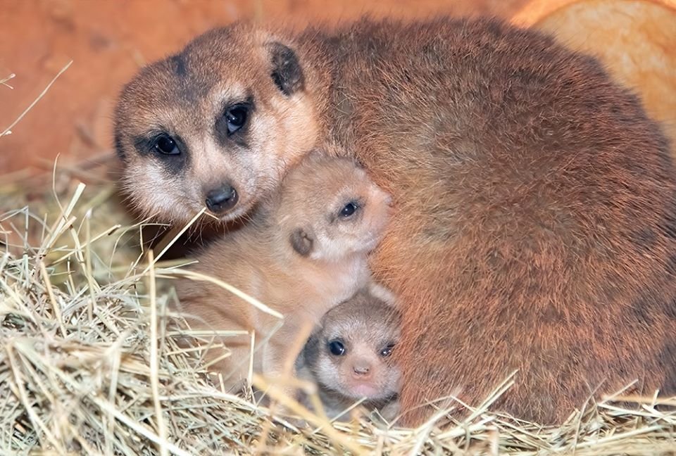 Estas adorables crías de suricato recién nacidas seguramente alegrarán tu día 7 Crías de suricato