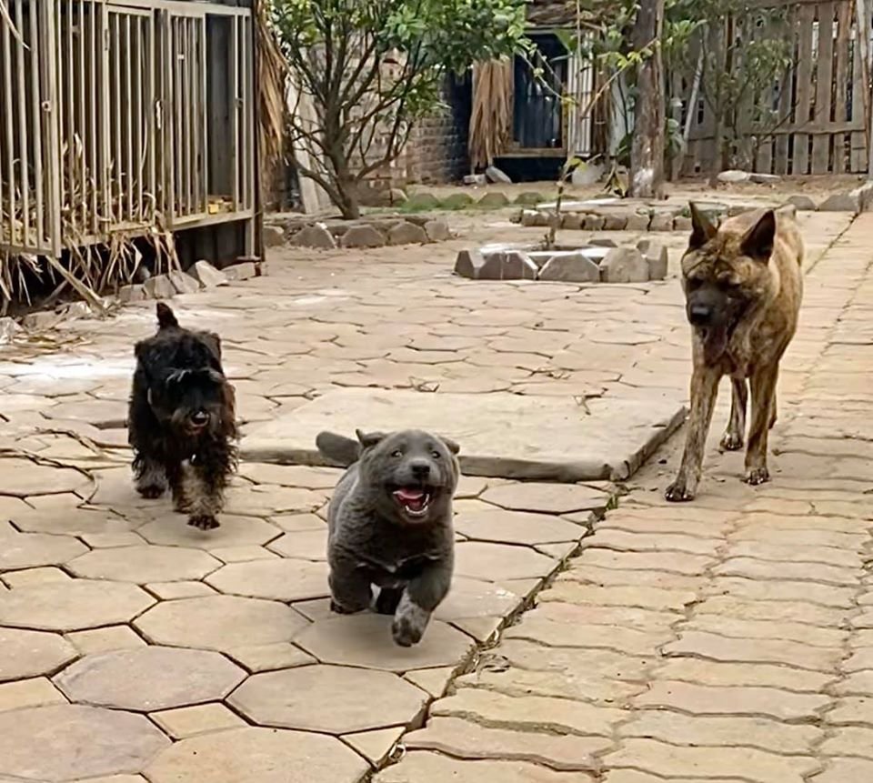Dúi y sus hermanos