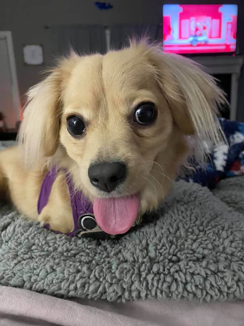 Gracie Dulce perrita especial