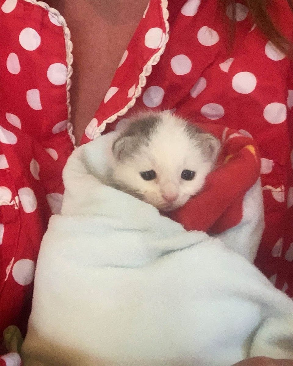 Perro cuida a un gatito sin hogar que fue encontrado solo en una granja 1 Gatita huérfana encontrada en la granja