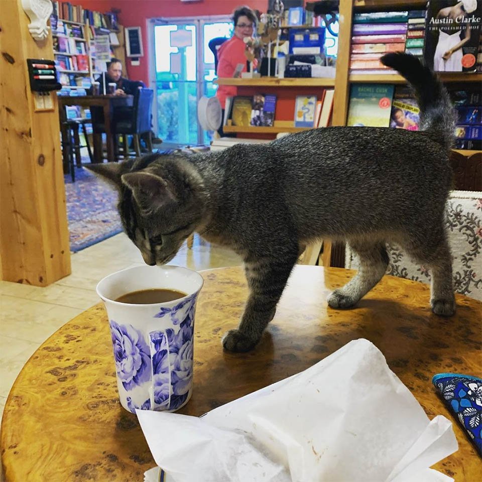 Gatitos deambulan libremente en esta librería y los clientes pueden adoptarlos 8 Gatito en librería