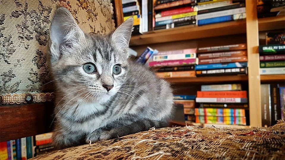 Gatitos deambulan libremente en esta librería y los clientes pueden adoptarlos 9 Gatitos deambulan en tienda