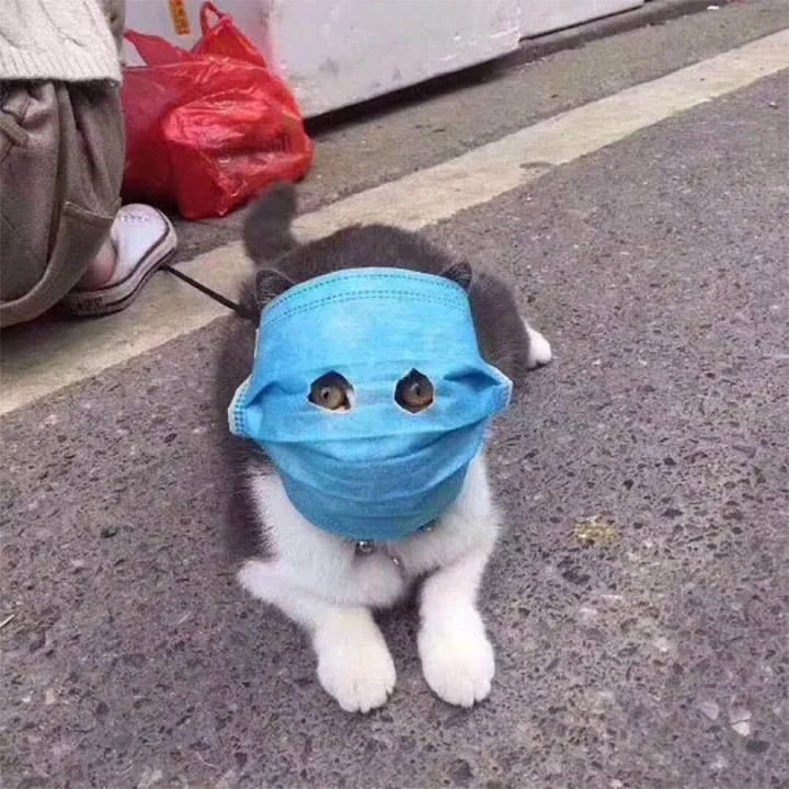 Le dieron una mascarilla con agujeros a su gato para protegerlo del coronavirus 4 Gato con máscara