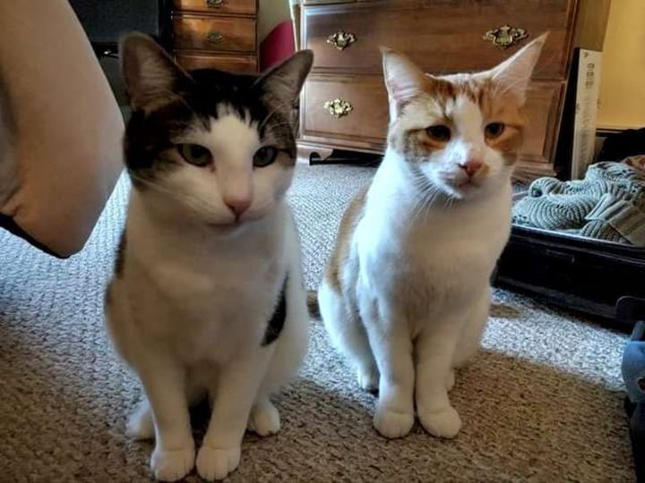 Ella descubre que su gato tenía un mejor amigo en el hogar de acogida y decide adoptarlo también 7 Gato y su amigo Conan