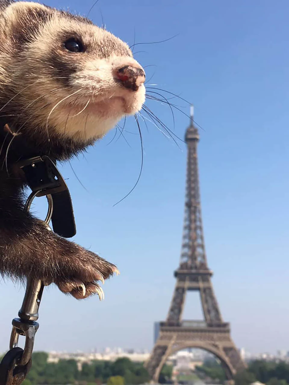 Hombre dejó todo para viajar con su hurón después de pasar por la etapa más difícil de su vida 19 Hurón y la Torre Eiffel