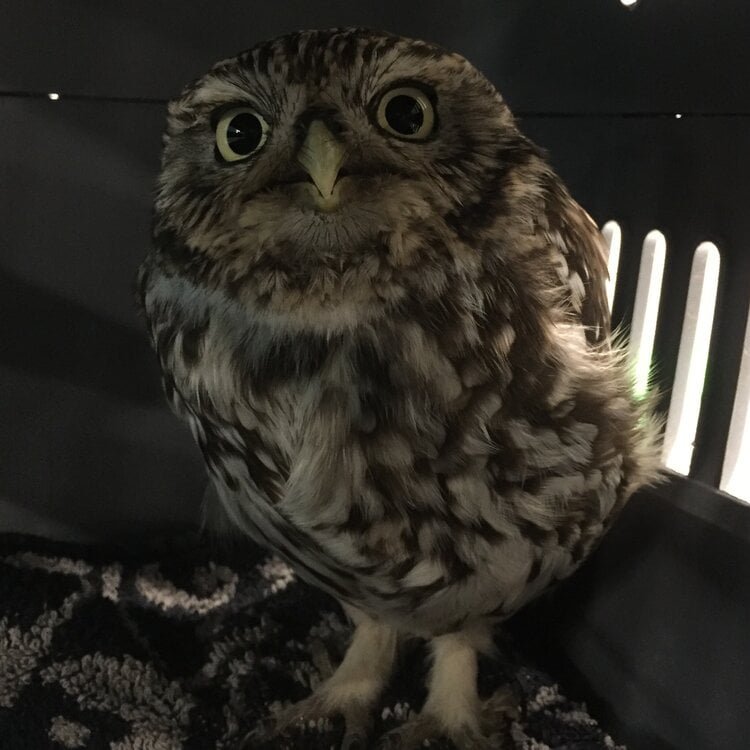 Búho fue rescatado después de estar demasiado gordito para volar 3 Lechuza obesa