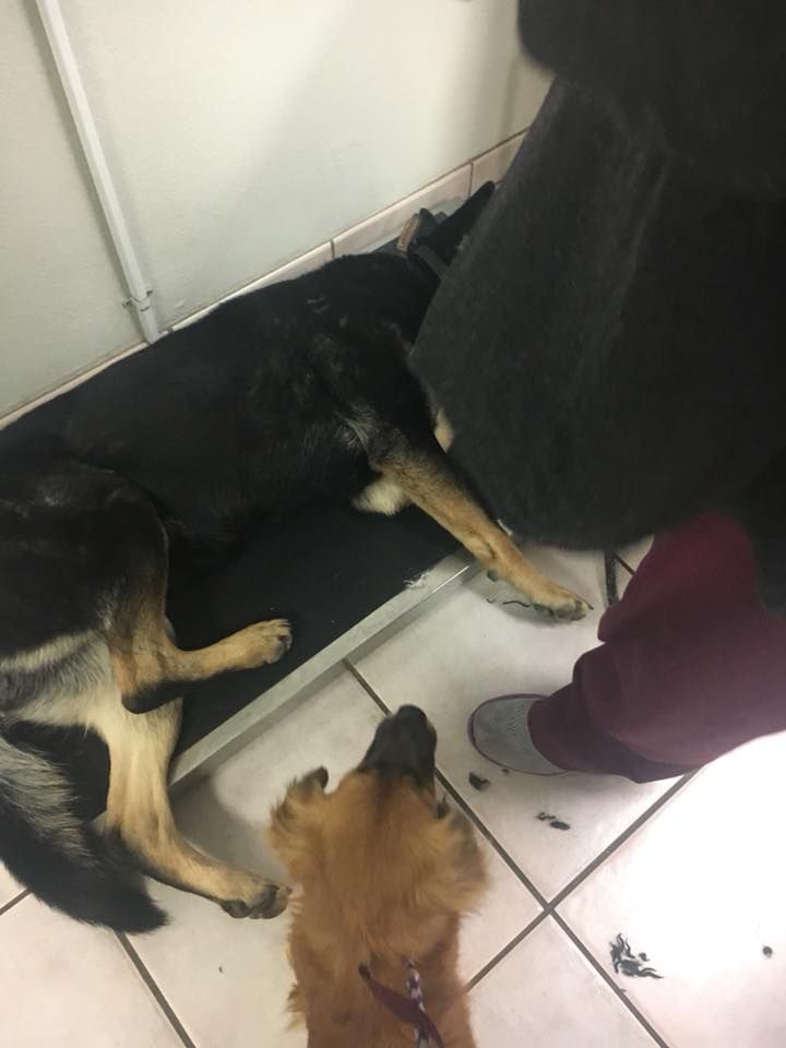 Marley y Murphy en veterinario