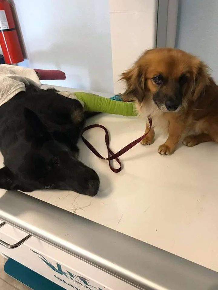 Marley y murphy veterinario