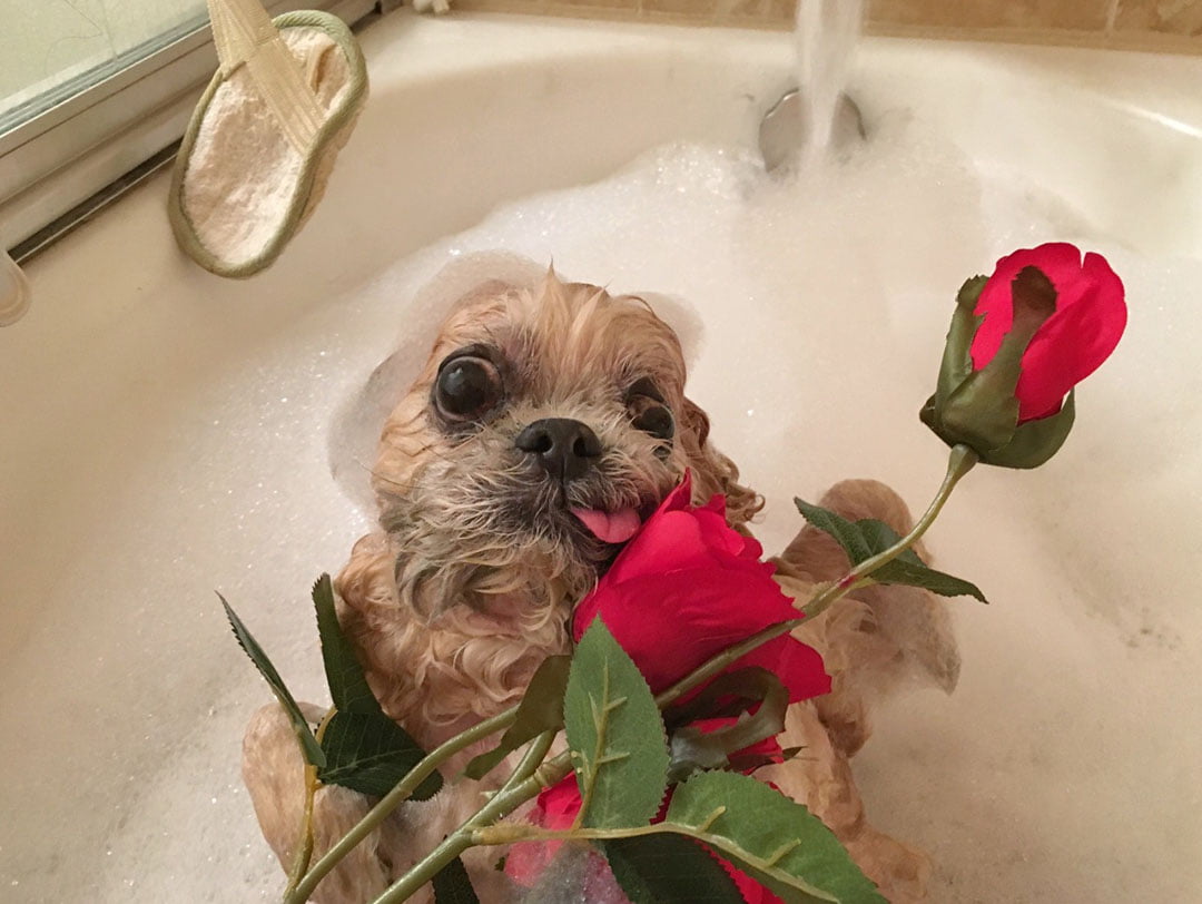 Shih Tzu de 18 años rescatada famosa en Instagram con amigos como Taylor Swift y Demi Lovato 7 Marnie bañandose