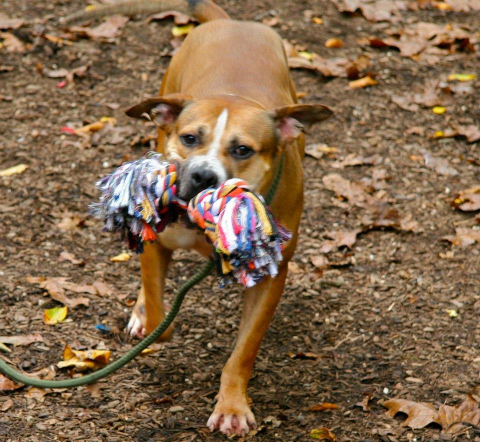 Perro mayor ha estado esperando en el refugio durante 9 años 9 Lo que más le gusta es jugar