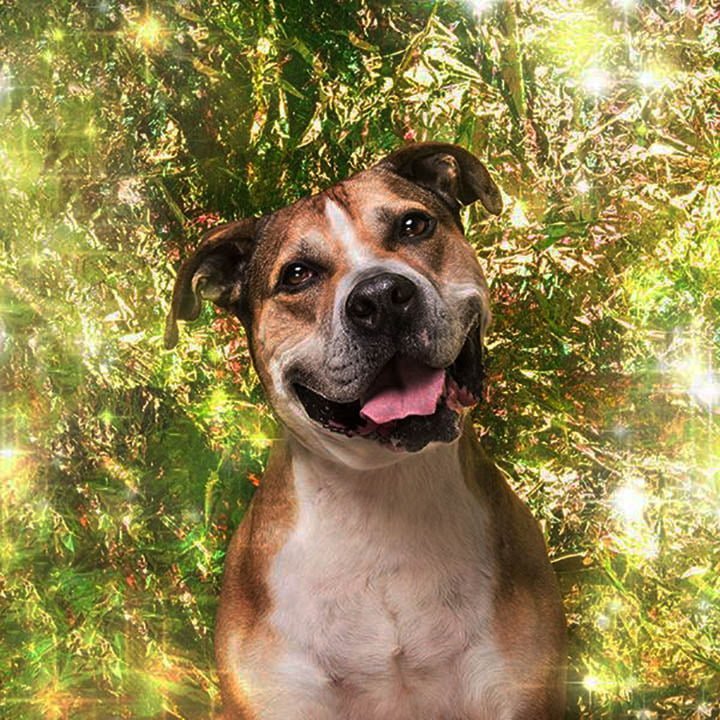 Perro mayor ha estado esperando en el refugio durante 9 años 7 Max lleva más de 9 años esperando