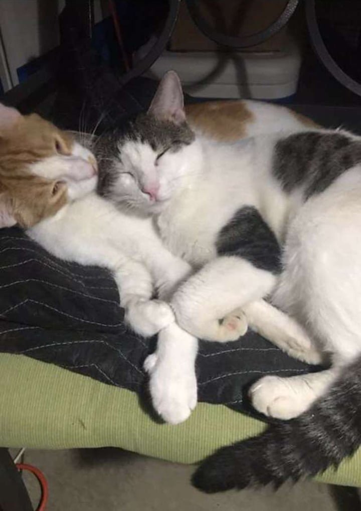 Ella descubre que su gato tenía un mejor amigo en el hogar de acogida y decide adoptarlo también 9 Mejores amigos