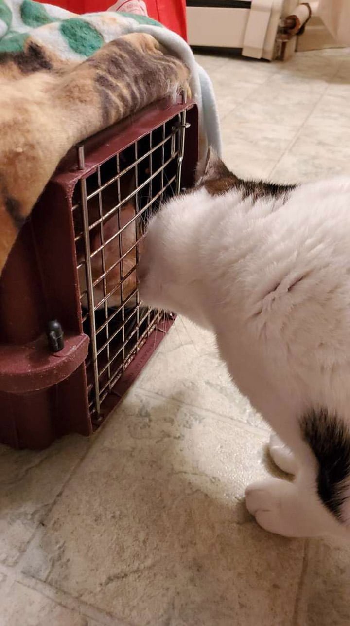 Ella descubre que su gato tenía un mejor amigo en el hogar de acogida y decide adoptarlo también 8 Mujer descubre al mejor amigo de su gato