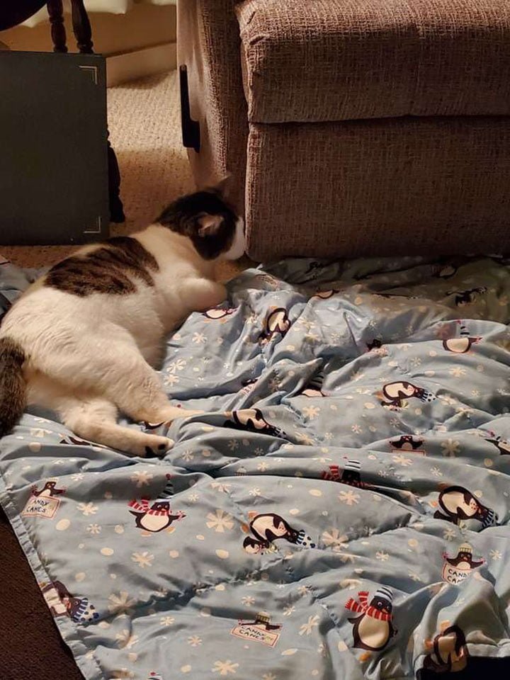 Ella descubre que su gato tenía un mejor amigo en el hogar de acogida y decide adoptarlo también 6 Mujer descubre mejor amigo de su gato