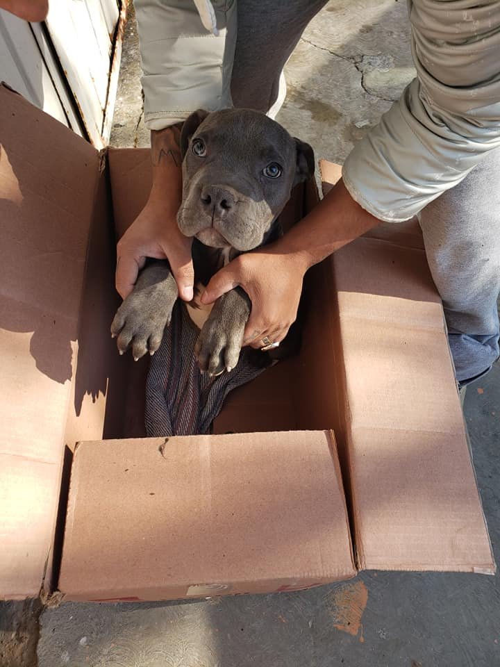 Niño abandonó su cachorro