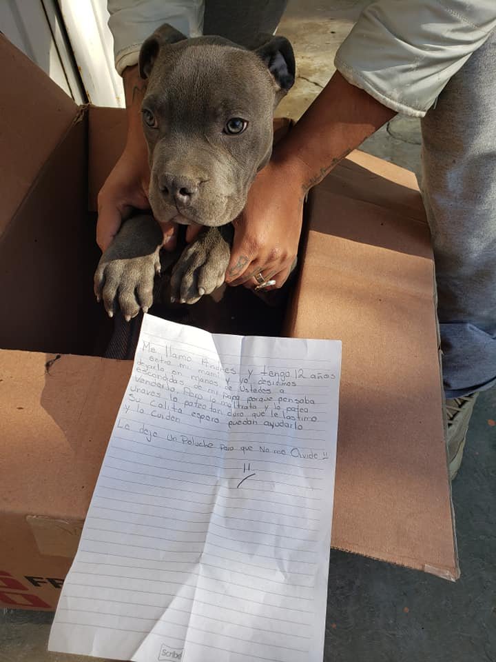 Niño abandonó su cachorro en un refugio
