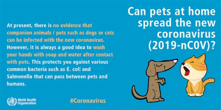 China ordena a las personas que se deshagan de sus mascotas por temor a contraer el coronavirus 4 OMS trata de calmar rumores