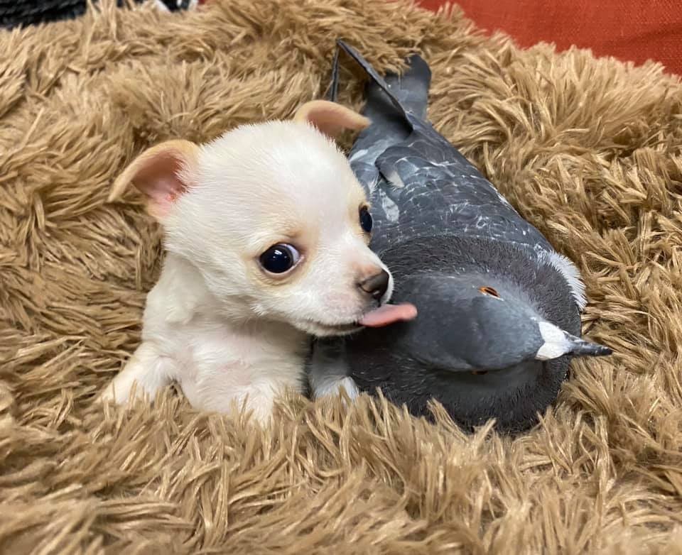 Paloma forma un vínculo adorable con un cachorro que necesitaba un amigo 6 Paloma forma amistad con cachorro