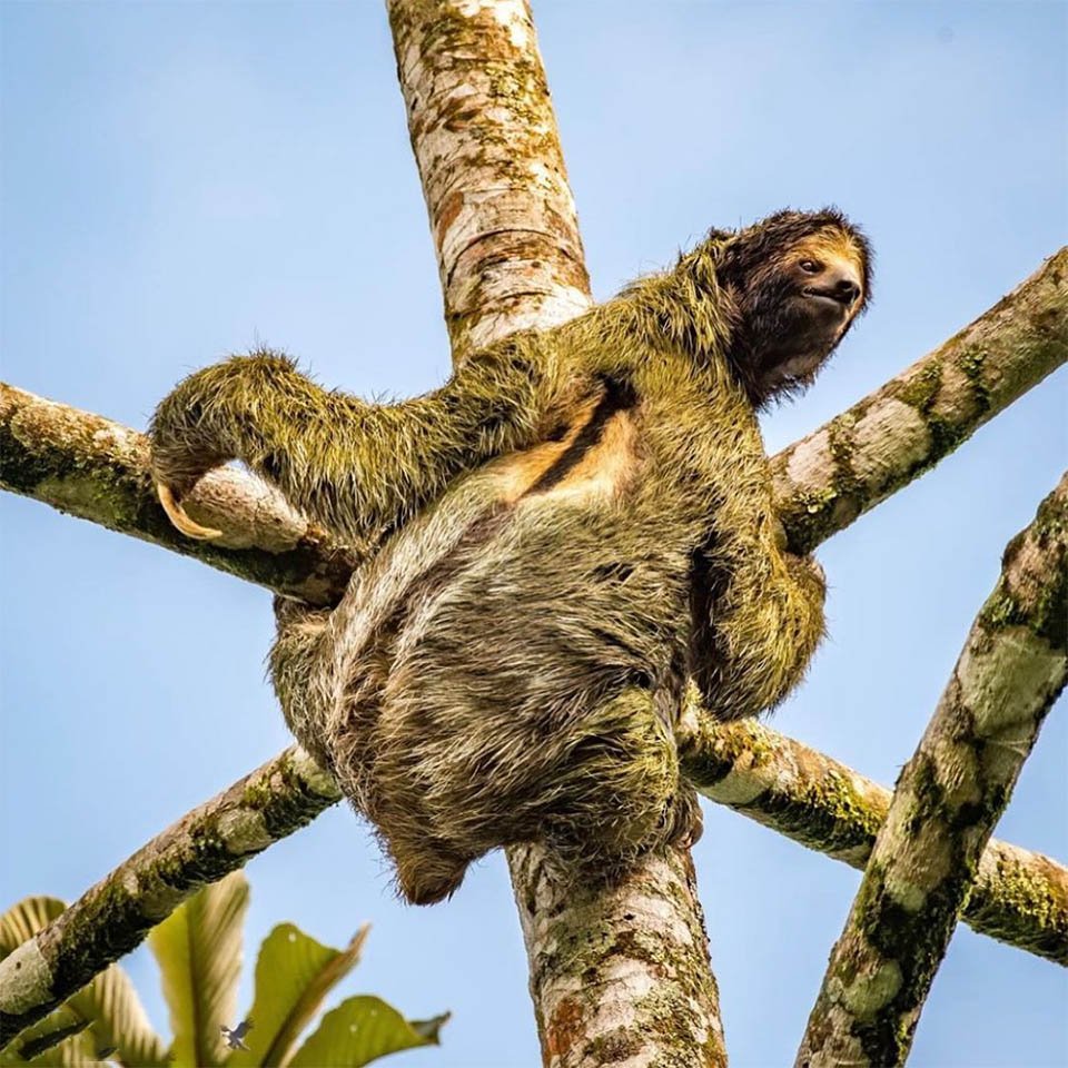 Ahora puedes quedarte con los perezosos en la selva costarricense 4 Perezosos en resort