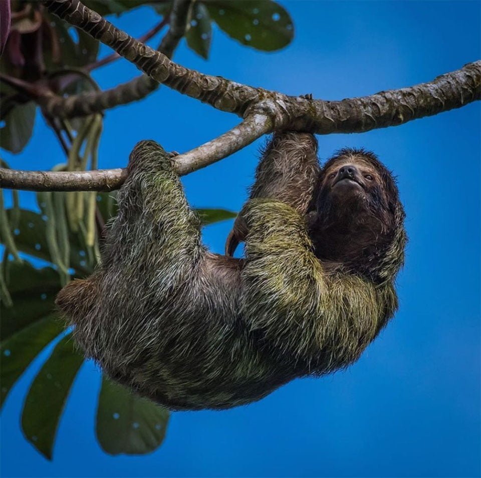 Ahora puedes quedarte con los perezosos en la selva costarricense 5 Perezosos selva costarricense