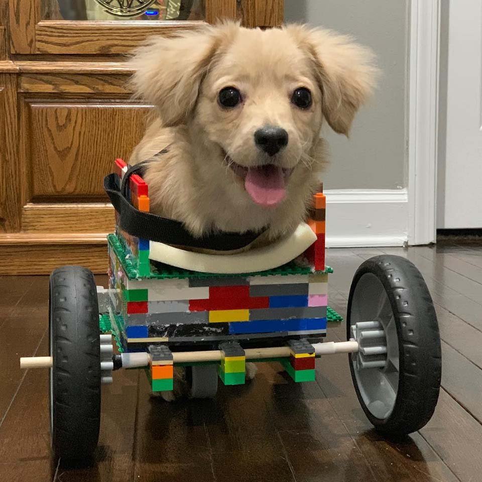 Gracie Perrita con silla de ruedas de legos