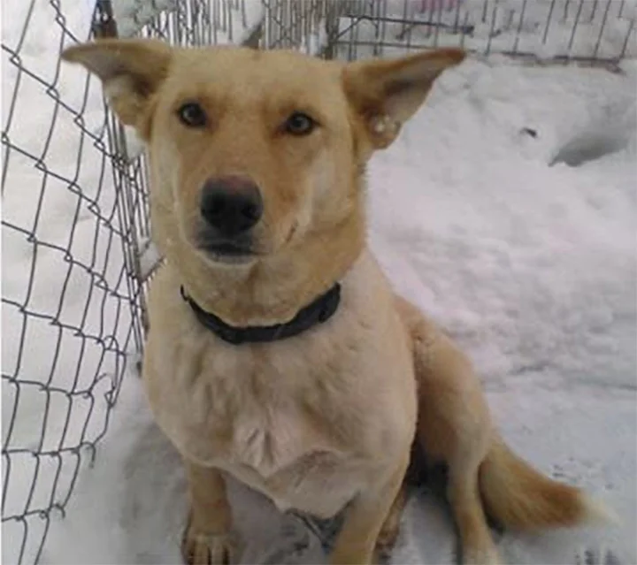 Perrita es encontrada en medio de la nieve protegiendo a sus bebés del frío 1 Perrita es encontrada en la nieve con sus cachorros
