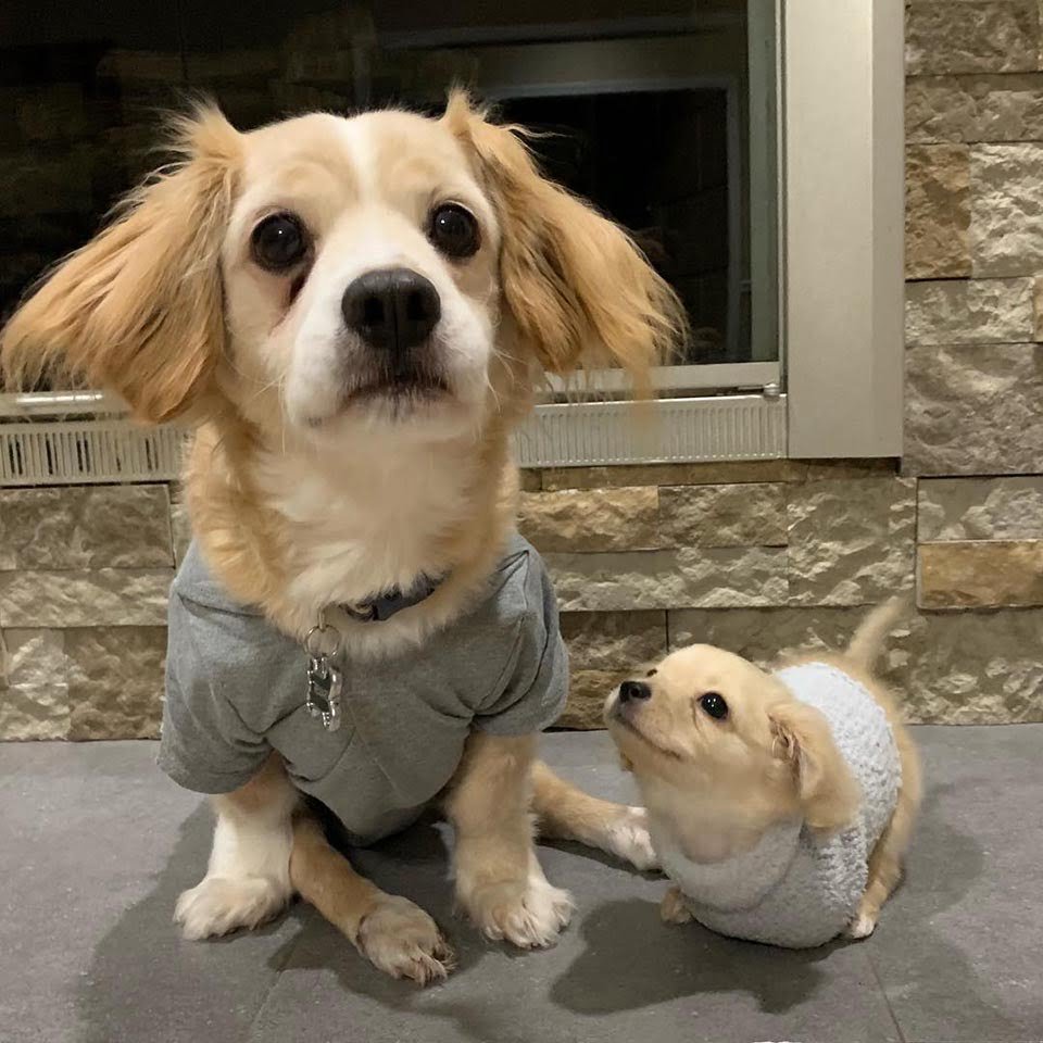Gracie Perrita sin patas delanteras cuando estaba cachorra