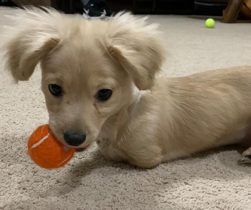 Gracie Perrita sin patas delanteras juega con pelota