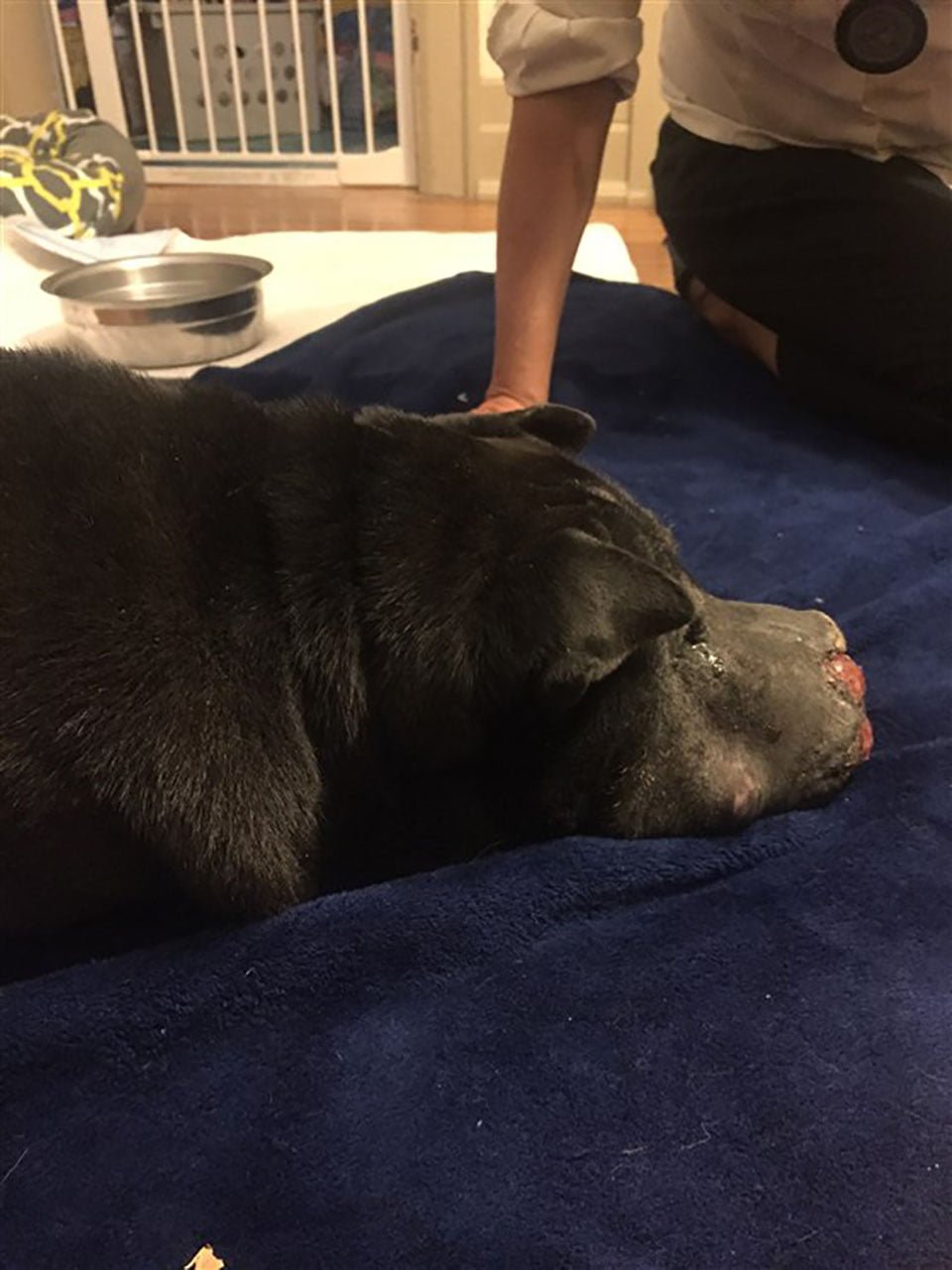 Chica rescata a un perro mayor cubierto de tumores y él le hace saber que es su último día 6 Perrito con tumores fue llevado a refugio