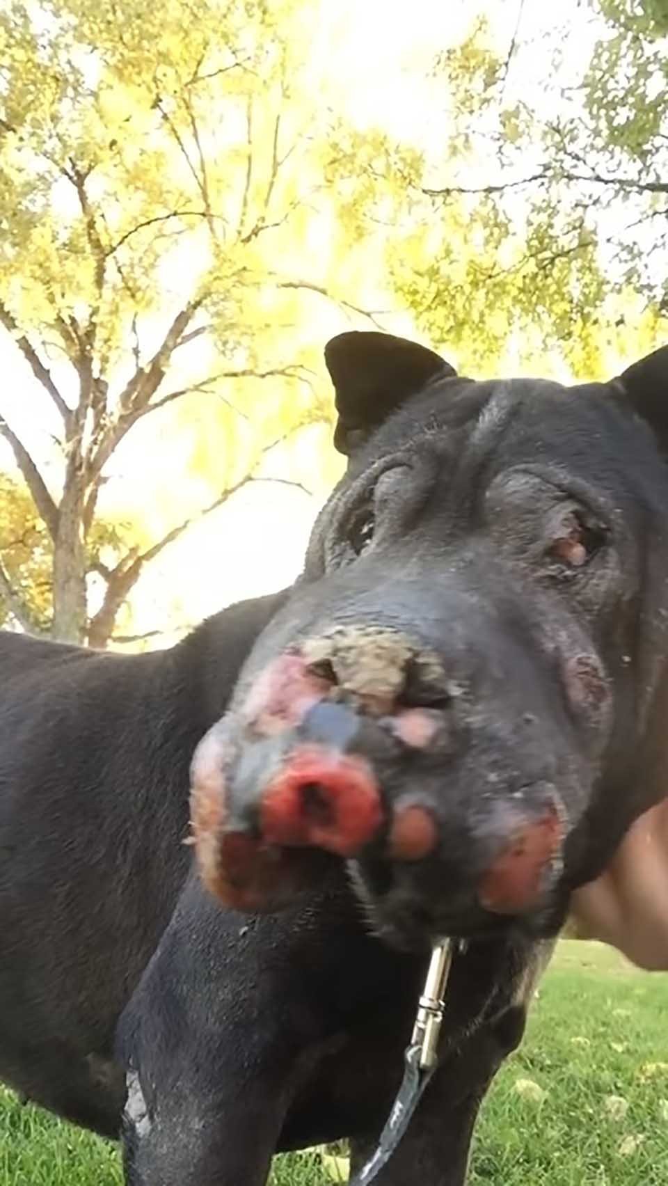 Chica rescata a un perro mayor cubierto de tumores y él le hace saber que es su último día 3 Perrito con tumores fue rescatado de las calles