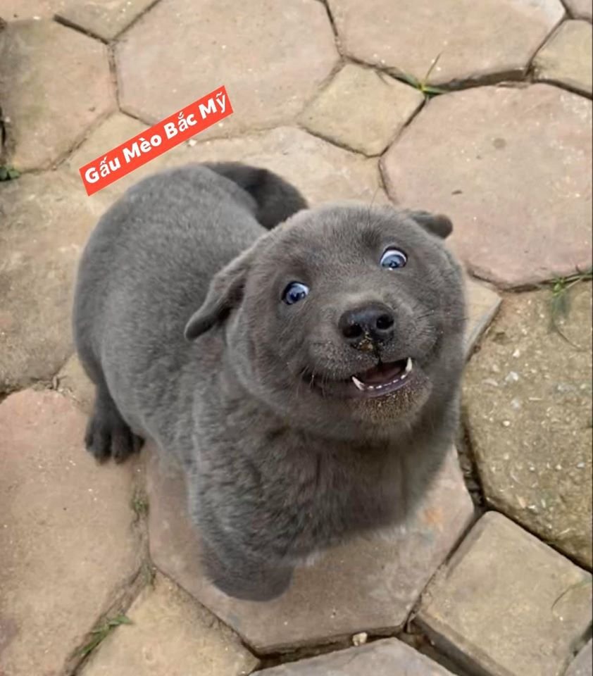 Perrito feliz