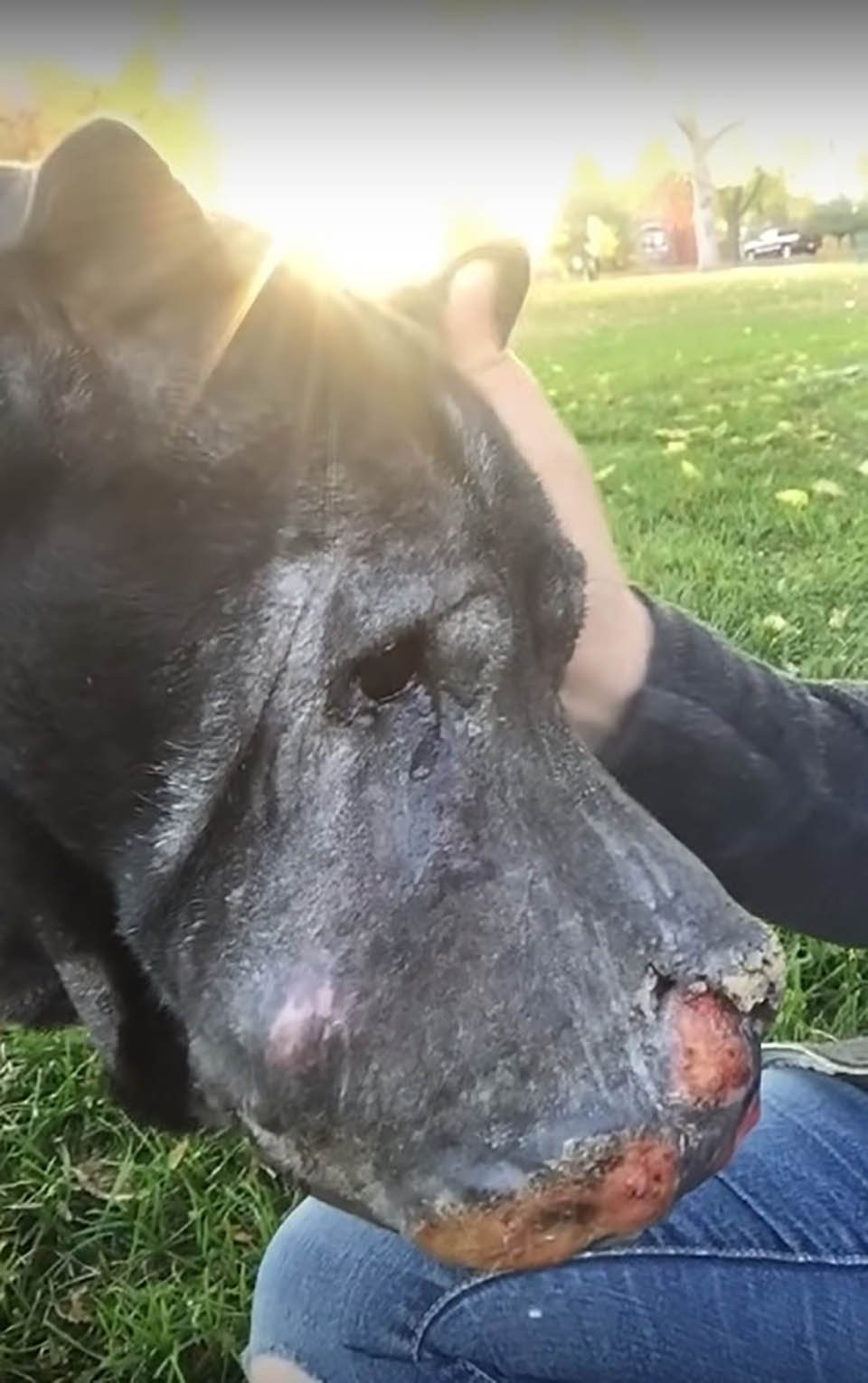 Chica rescata a un perro mayor cubierto de tumores y él le hace saber que es su último día 2 Perrito recibió amor a pesar de su corto tiempo