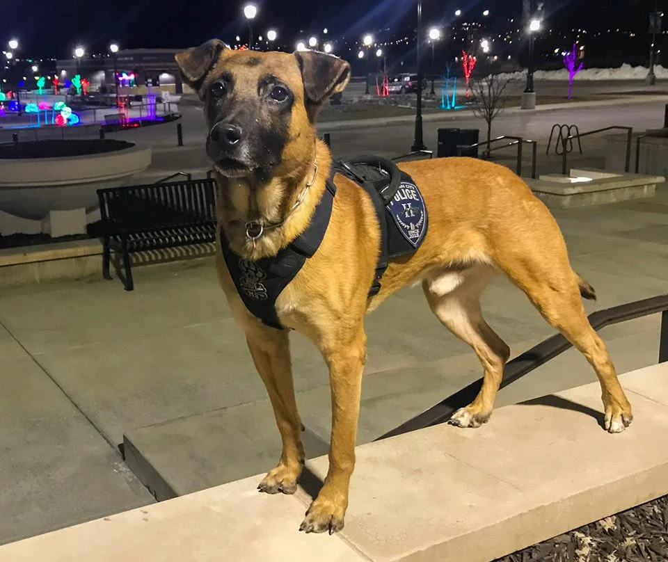 Perro policía será enterrado en un ataúd especial con su retrato 2 Perro Policía Hondo