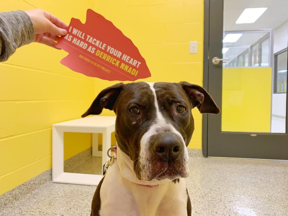 Ganador del Super Bowl celebra patrocinando las tarifas de adopción de los perros de un refugio 4 Jugador patrocina gastos de adopción
